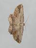 Menophra abruptaria